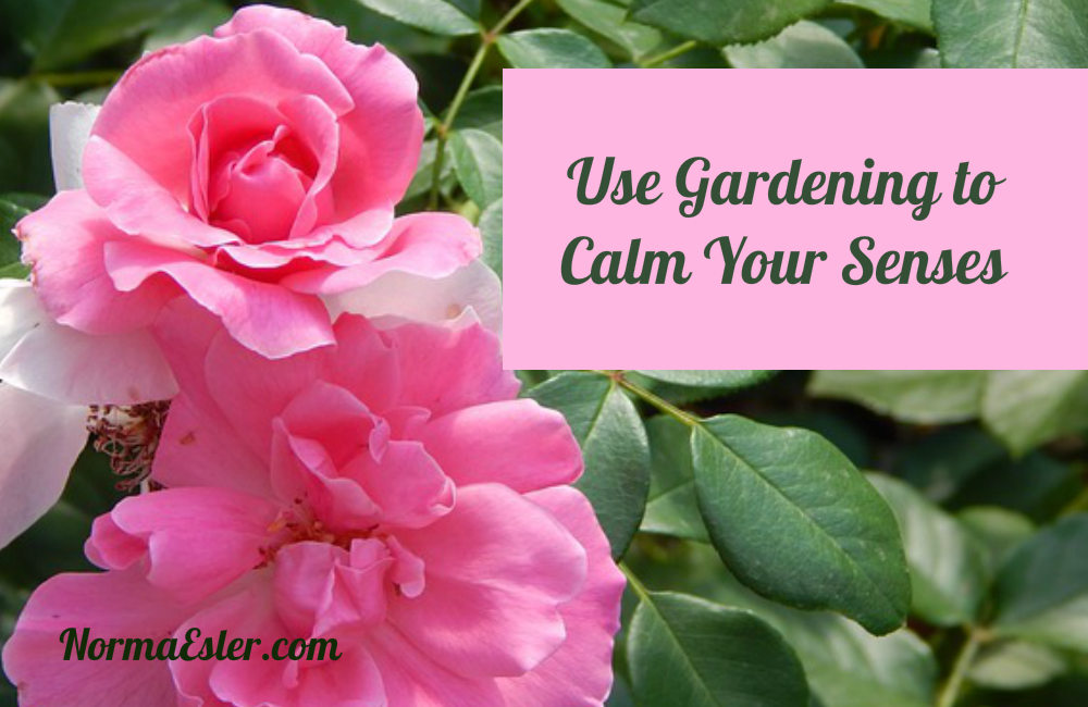 Use Gardening to Calm Your Senses